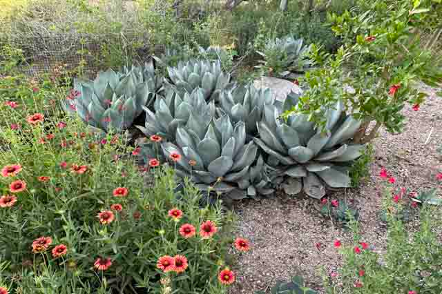 Desert Botanical Garden Phoenix
